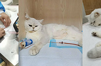 èè���˰�Ѫ������Ѫ���������߼�ѰB��Ѫ��è��