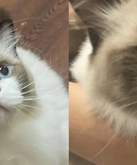 [����]ԭ��èҲ�ⲻס��;������è�Լ�һ���º�è������