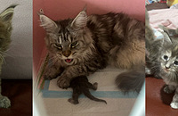 2��è������8ֻ����С��è�����ˣ���ee���ʺ�