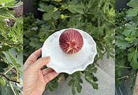 �������޻�����ʯ��Ǥ��ɻ�󣬽��˺ö����