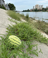 [����]���߷���Ұ�����ϣ�����������ժȴ�����Ѳ�������