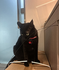 Ϊ������ϰ���׶��ӣ�ͬ�����޿��̿�ʼ����