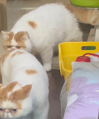 ��Ү���ӷ�è��ܺ��ײУ�������Ѫ��ָ�׶�ץ����