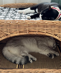 ������ٱ���3��è��ϲ����ÿ��˯��10������