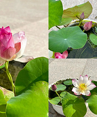 �������ɻ��Ƽ����Ʒ�֣��ÿ�������