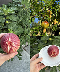 �������޻�����ʯ�񣬿�ʼ�ջ���