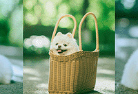 �������ĵĴ�Ƭ���ɰ��ָ�֣����ֻ���ֽ�ܺ���