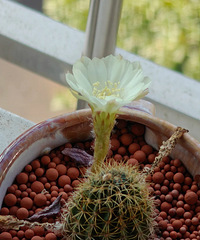 ���첻�ܸ�������ˮ���ҷ�������󣬿��˺ö໨