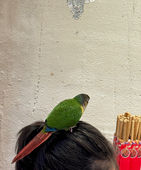 ���ѵ�С̫����ճ�ˣ�����Ҫһ·��ϲ��վ��ͷ��