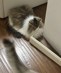 è�ڼҲ�����������߽��߲��ˡ�����������