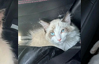 ��è�Լ���һ��������8��ʡ��è���о�������