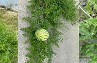 ���߷���Ұ�����ϣ������Ѳݴ����ߣ���ժ�ֺ���