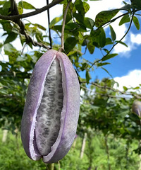 �Ҳ£�֪����ˮ���Ĳ�����10�˰�