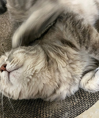 �������ؿյ���è�ڼҴ���һ�죬���ĵ����������