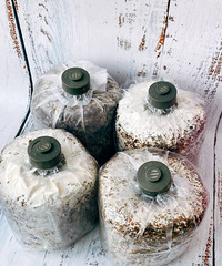 �򵽸�Ʒ��Ģ���ˣ�4��������25.9����ͷ����