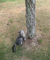 ��è���ι乫԰���¸�èè����Сȴ������