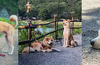 ��ˣ��3�����Ѷ�ʧ�ܣ�һ�����Ҳû�̣�emo��