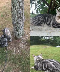 ���ι乫԰���¸�èè����Сȴ������