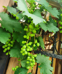 ɹɹ���ѵ�С��԰�����ѽ��̫������Ľ��