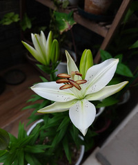 �ٺ�Lily���ˣ�������Ҳ�кô����ܲ�����ͻ�