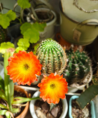 �����������������ֲ������ɶ��Ļ����Ͽ���