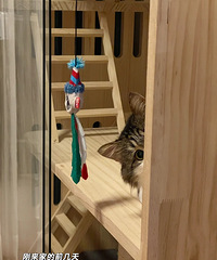 [����]û��Ҫ�Ķ���è��������Ǻ��С���������ˣ��Ӵ�è���۷�