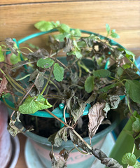 ����ֲ���������أ�������ֲ��ô��������ģ�