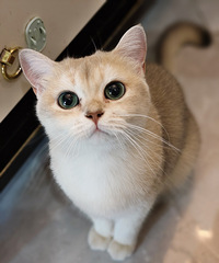 ��һ����ȷ������˵�����è����ĺÿɰ�