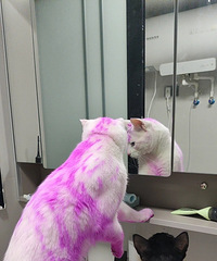 Ц�����ˣ����˿����߰�è��ֱ�Ӹ�Ⱦɫ��