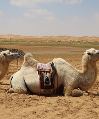 ��������7��6����ɳĮ���������ι���