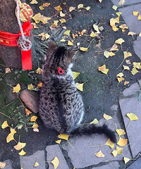 [��]�ɶ�èè����è����ֵ�߻���ιè����ÿֻ����͵�ؼ�