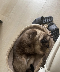 �����ǣ����Ƽ�һ��è���Զ�ιʳ��