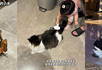 ��������Ǻ��С����������ֻ����Сè��è���۷���