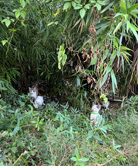 ����è������4���̣�ÿֻ��ɫ����һ������ô����