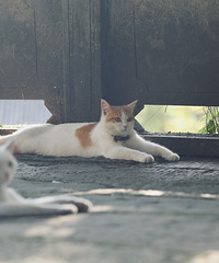 [��]�ɶ��Թ�ɽ��èè������ʮֻè���ߣ����������ʳͶι