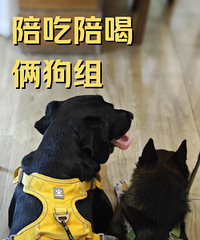 39�ȸ��£�������ס2ֻ�����ģ����ȶ�Ҫ����