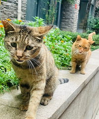 ���ƺ����˴��������èһ�����ӣ�����������