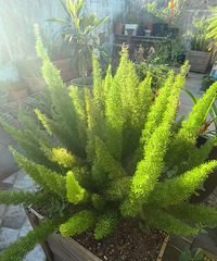 ʵ������֪����5��ֲ����ɹ�������ɹ��û��