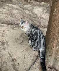 ��è����������ӣ�è��������ǿ�������ҹ�