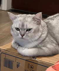 Ϊʲô�Ҽҵ�������èè����Զ�������������զ��