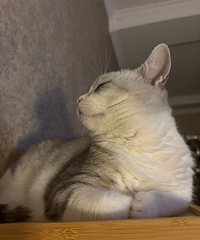 ���飬�ɲ����ǳ������