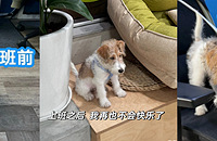 �ϰ����˥�ϣ���Ҳһ����������ζ����ֱ����̱��