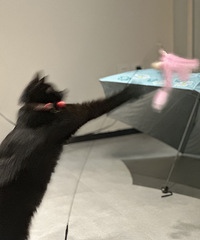 ���è���ϰ���ΨΨŵŵ���������ŵ�Ҫ����