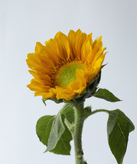 ֻ��5����������տ���29.9Ԫ����15֧