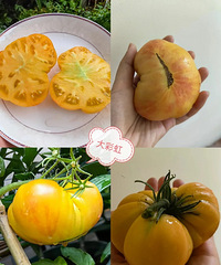 ��5������Ʒ�ֺóԻ���������ֺ�ѿ�ʻ�����