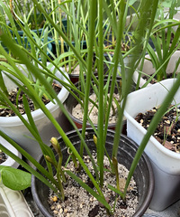 [����]��ӷ�����2�£�����ʮ����Ʒ�֣��3Ԫ/�õ�������