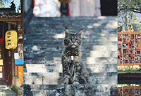 �򿨶������Թ�ɽèè����30��ֻ�в�è���ߣ