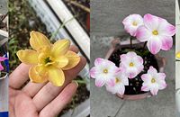 ��ӷ�����2�£�����ʮ����Ʒ�֣������������