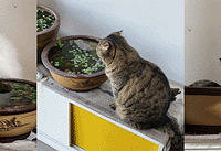 3ֻè����������׺ȡ���������10����ֻʣ����