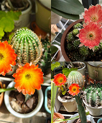 ���������ɶ��Ļ����Ͽ��������˾�ϲ